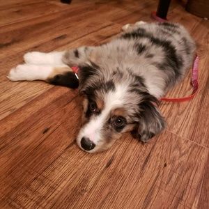 Meet your Posher, Abby